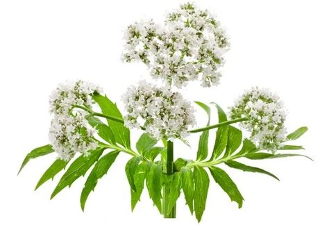 Cardiol obsahuje Valeriana officinalis